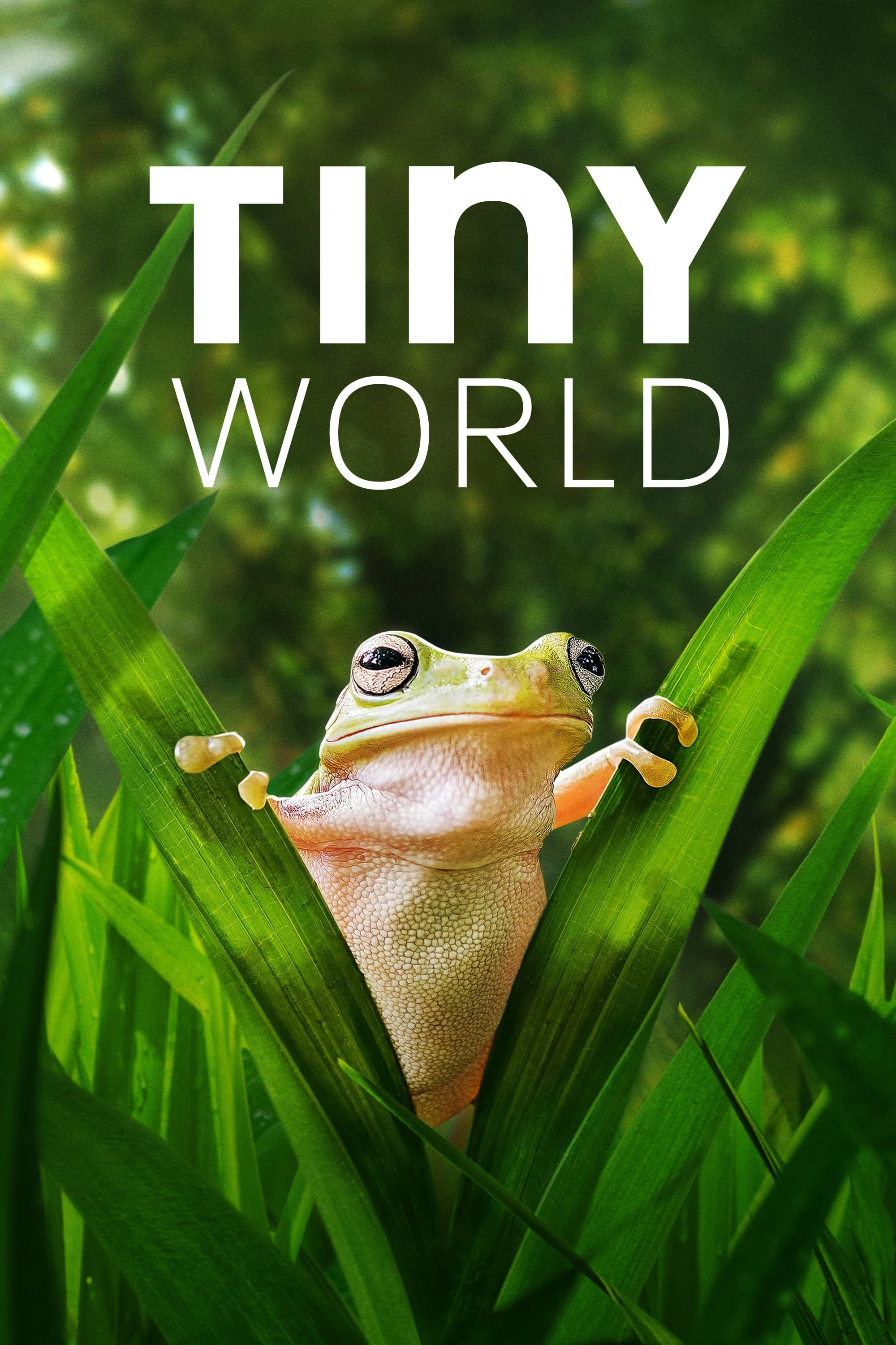 Thế Giới Siêu Nhỏ (Phần 2) | Tiny World (Season 2) (2021) Thế Giới Siêu Nhỏ (Phần 2) | Tiny World (Season 2) (2021)